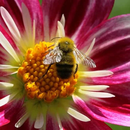 Dahlia Seeds – Organic Non-GMO Ornamental Flower for Garden Beds