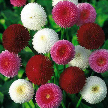 Double Daisy Seeds – Organic Non-GMO Colorful Garden Flower Variety