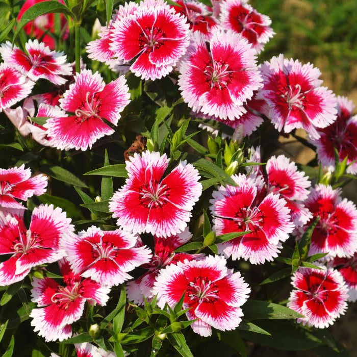 Dianthus Seeds – Organic Non-GMO Fragrant Flowers for Home Gardens