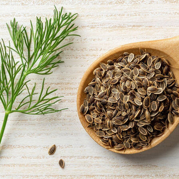 Dill Seeds – Organic Heirloom Culinary Herb for Home Gardens