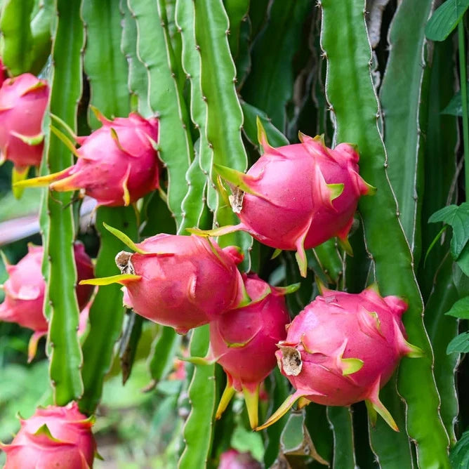 Dragon Fruit Seeds – Organic Non-GMO Exotic Tropical Superfruit Plant