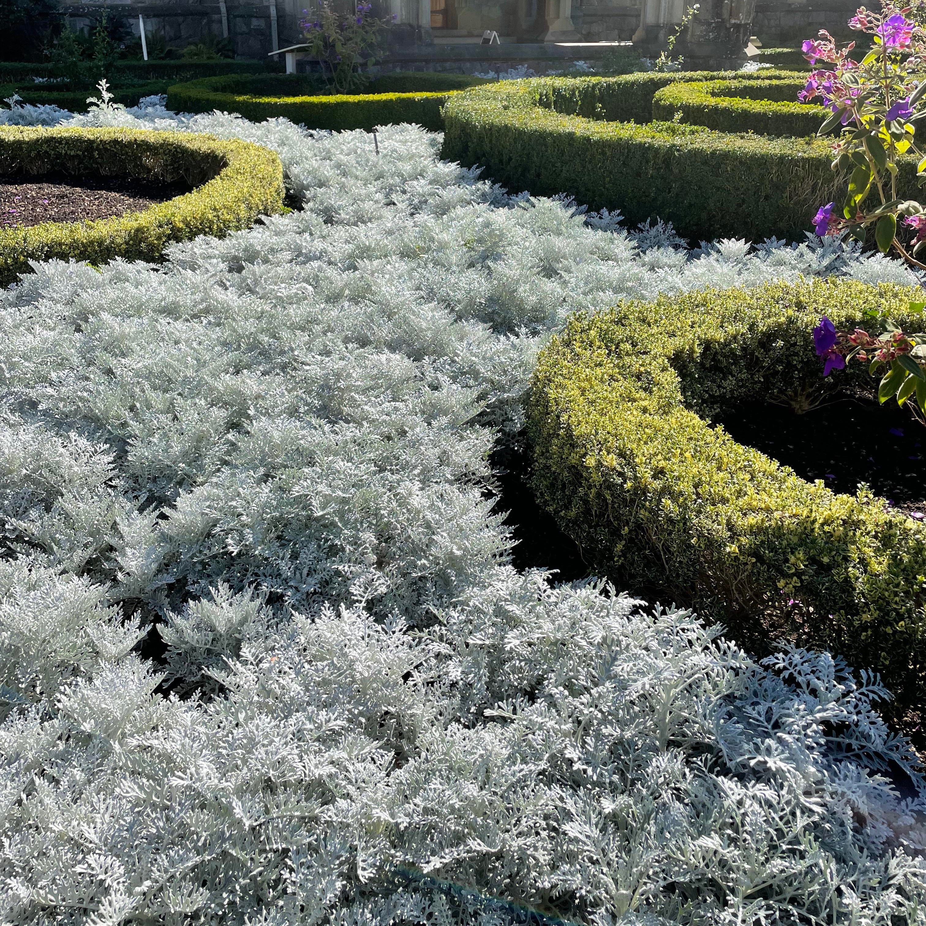 Buy Dusty Miller (Senecio cineraria) Seeds Online – Ornamental Foliage
