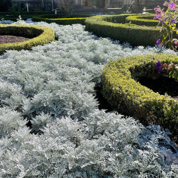 Buy Dusty Miller (Senecio cineraria) Seeds Online – Ornamental Foliage