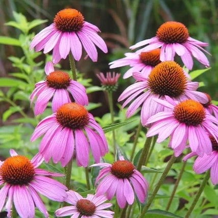 Buy Echinacea Seeds Online – Non-GMO Heirloom Coneflower Variety