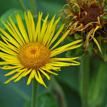 Elecampane Seeds – Organic Medicinal Herb for Wellness Gardens