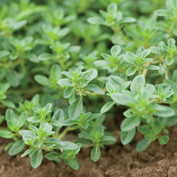 Elfin Thyme Seeds – Fragrant Low-Growing Ground Cover Variety