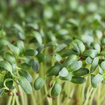 Fenugreek Seeds – Organic Non-GMO Herb for Gardening and Sprouting