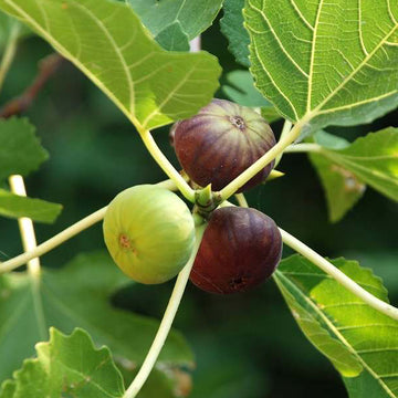 Fig Tree Seeds – Sweet Fruiting Garden Variety