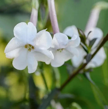 Nicotiana Flower Seeds – Fragrant Blooming Ornamental Garden Variety