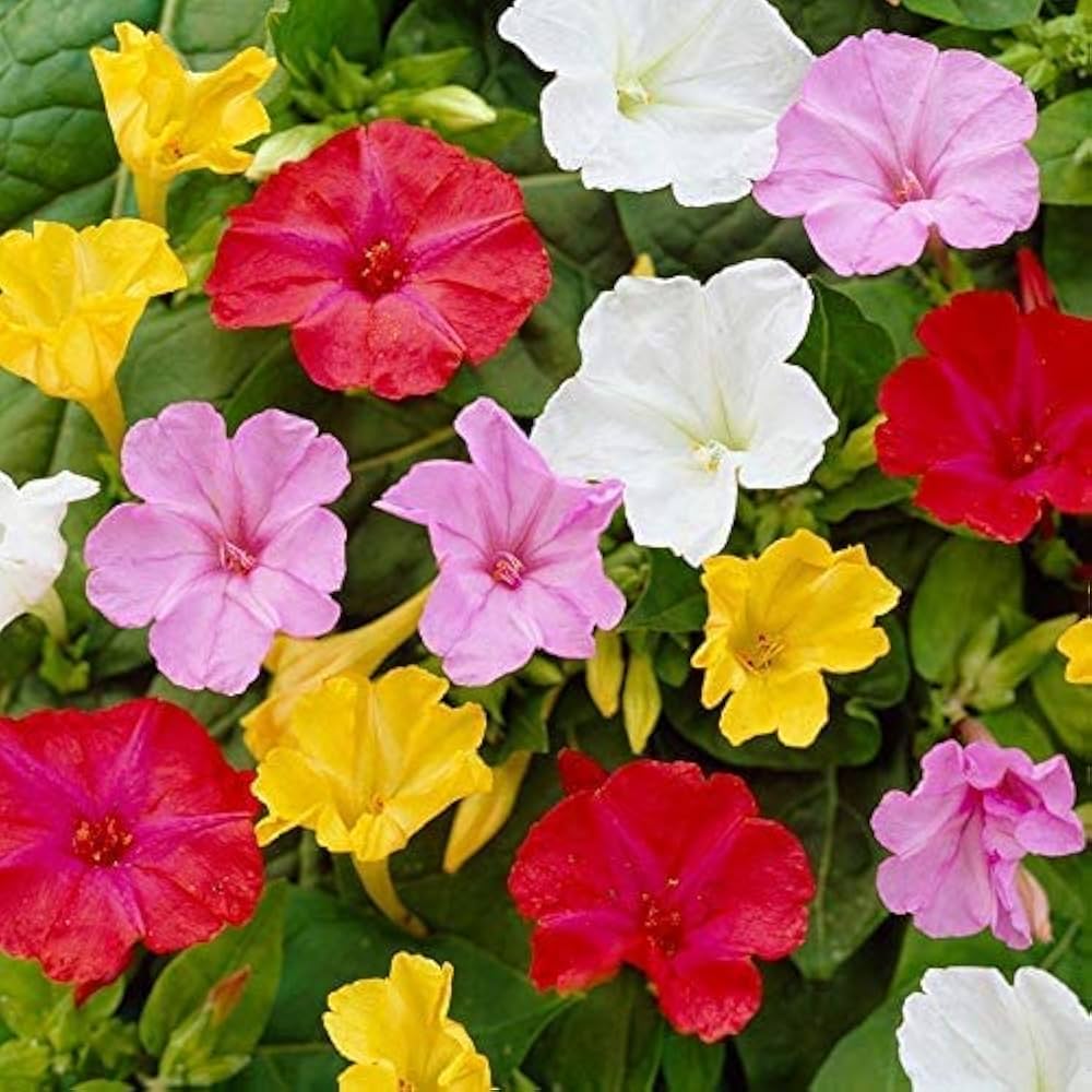 Four O’Clock Flower Seeds – Organic Non-GMO Fragrant Evening Blooms
