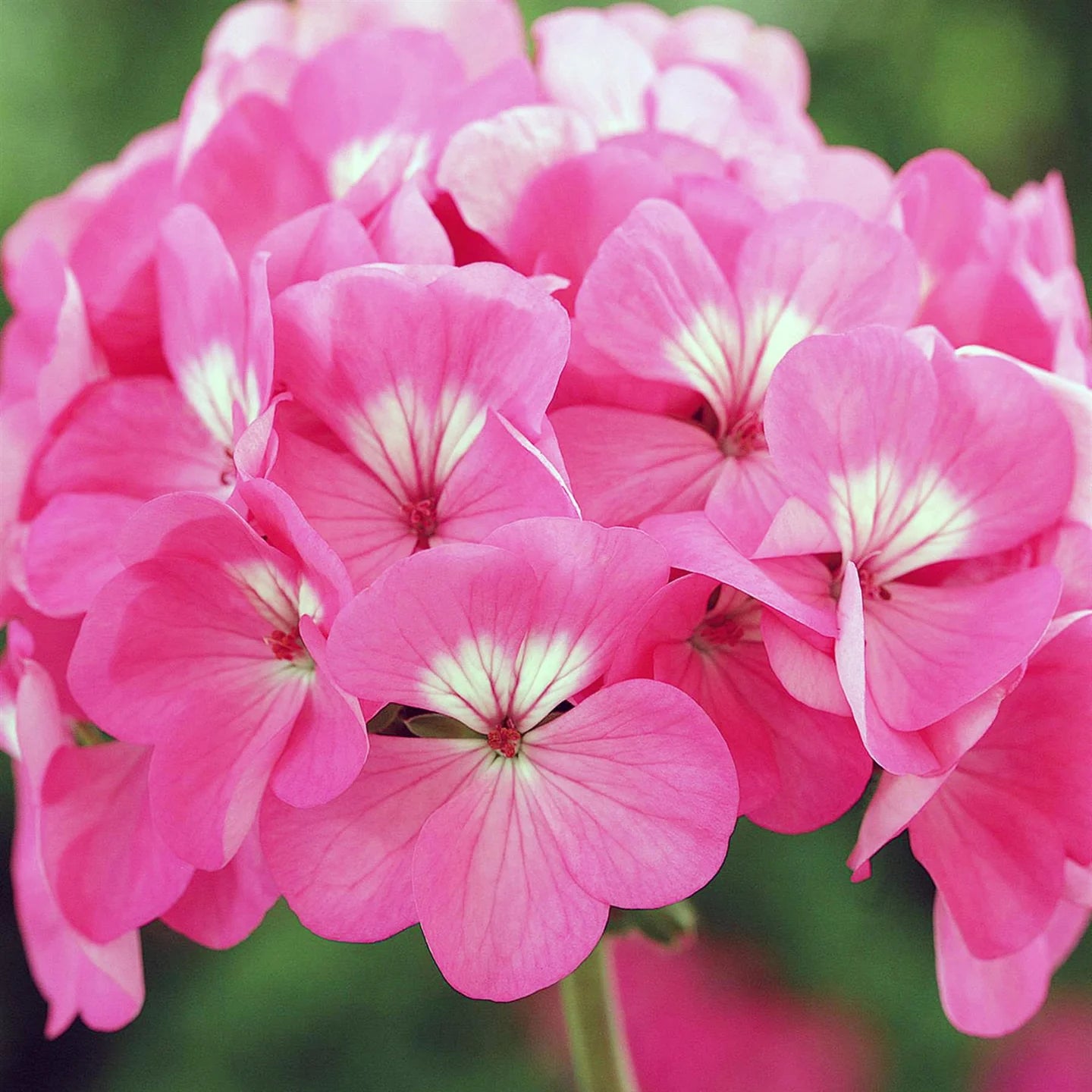 Geranium Flower Seeds – Organic Non-GMO Vibrant Blooms for Home Gardens