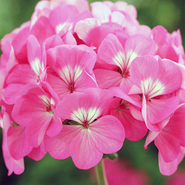 Geranium Flower Seeds – Bright Blooming Ornamental Garden Variety