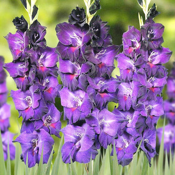 Gladiolus Flower Seeds – Organic Non-GMO Sword Lily for Garden Borders
