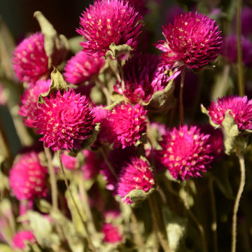 Gomphrena Flower Seeds – Organic Non-GMO Globe Amaranth for Gardens