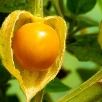 Ground Cherry Seeds – Sweet Golden Fruiting Garden Variety