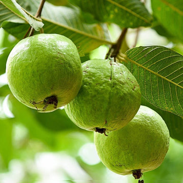 Guava Tree Seeds – Tropical Sweet Fruiting Garden Variety