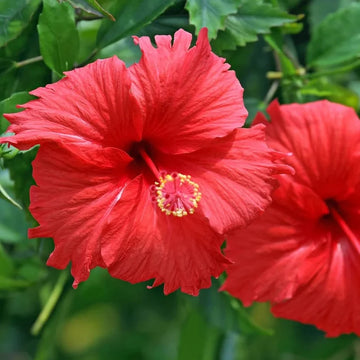 Hibiscus Flower Seeds – Tropical Blooming Ornamental Garden Variety