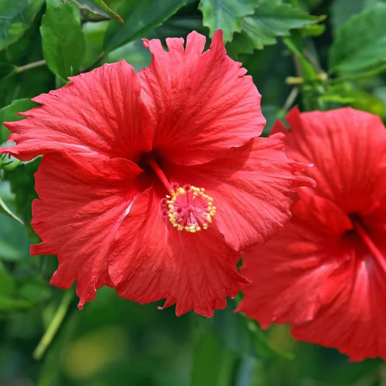 Hibiscus Flower Seeds – Organic Non-GMO Tropical Ornamental Plants