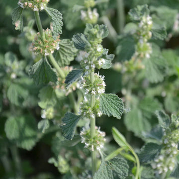 Horehound Herb Seeds – Hardy Perennial Garden Variety