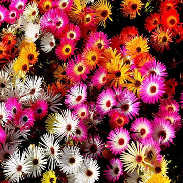 Ice Plant Seeds – Organic Non-GMO Succulent Groundcover for Sunny Gardens