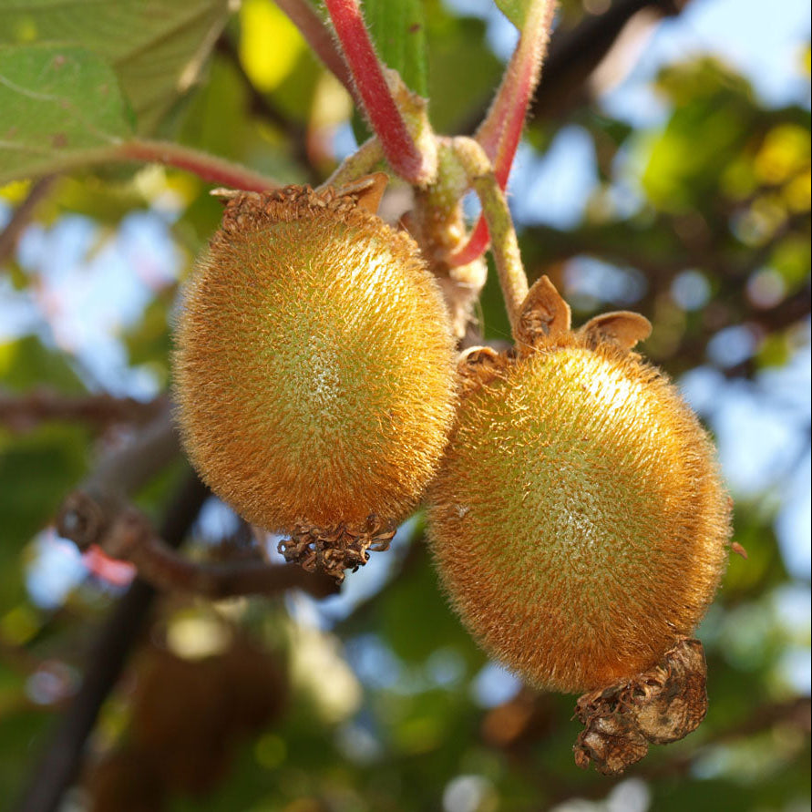 buy kiwi seeds online