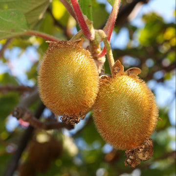 Kiwi Plant Seeds – Hardy Fruiting Garden Vine Variety