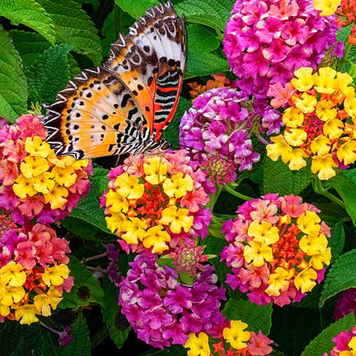Lantana Flower Seeds – Organic Non-GMO Butterfly-Attracting Garden Flowers
