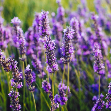Lavender Herb Seeds – Fragrant Perennial Flowering Variety