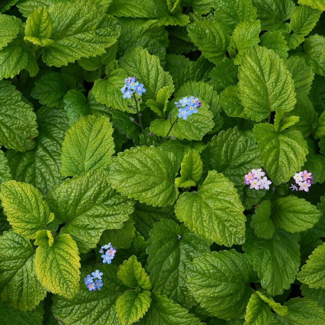 Lemon Balm Seeds – Organic Medicinal Herb for Calming Teas and Wellness
