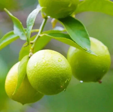 Lemon Tree Seeds – Citrus Fruiting Garden Variety