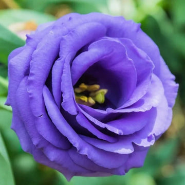 Lisianthus Flower Seeds – Organic Non-GMO Elegant Garden Cut Flowers