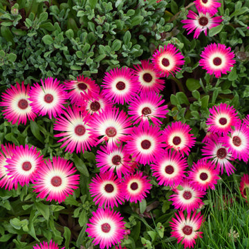 Mesembryanthemum Flower Seeds – Drought-Tolerant Blooming Ground Cover Variety