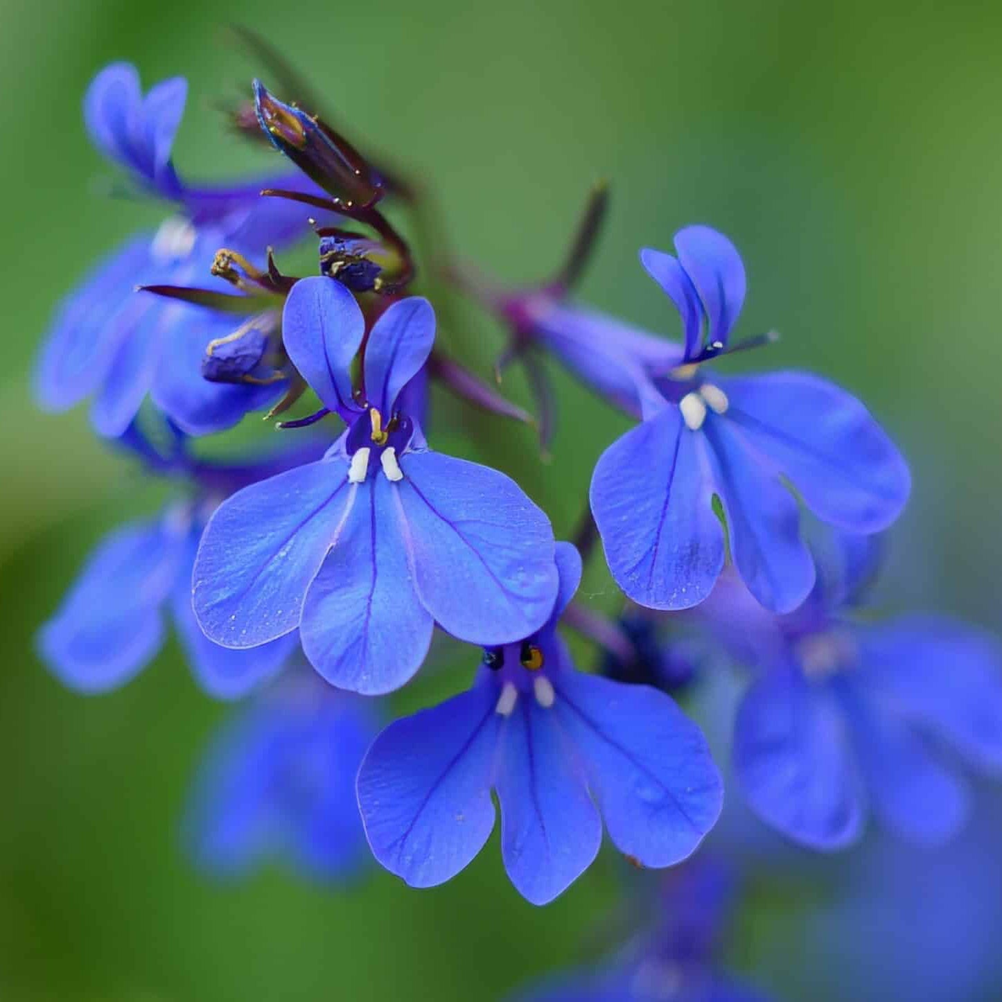 Buy Lobelia (Lobias) Seeds Online – Bright Cascading Garden Blooms