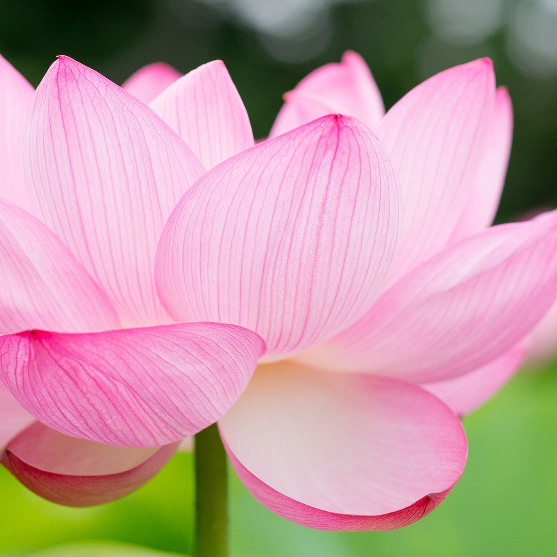 Lotus Seeds – Organic Non-GMO Sacred Flower for Water Gardens