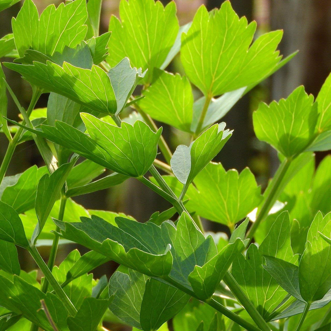 Lovage Seeds – Organic Heirloom Perennial Herb for Home Gardens