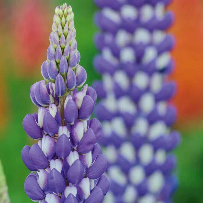 Lupin Seeds – Organic Non-GMO Colorful Garden Flower for Pollinator Gardens