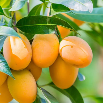 Mango Seeds – Organic Non-GMO Tropical Fruit Tree for Home Gardens