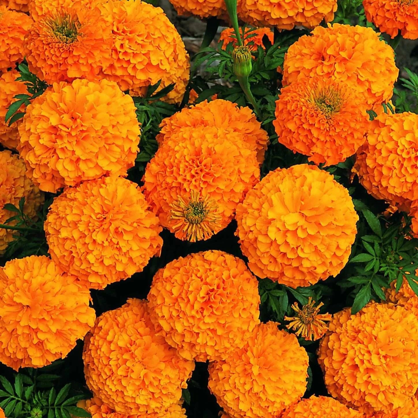 Marigold Seeds – Organic Non-GMO Bright Garden Flowers for Home Use
