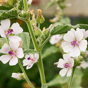 Marshmallow Herb Seeds – Hardy Perennial Flowering Variety