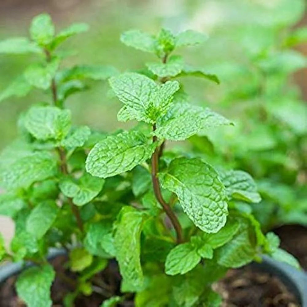 Mint Seeds – Organic Non-GMO Culinary Herb for Kitchen Gardens