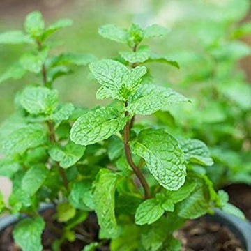 Mint Seeds – Organic Non-GMO Culinary Herb for Kitchen Gardens