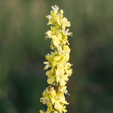 Mullein Herb Seeds – Tall Flowering Biennial Garden Variety