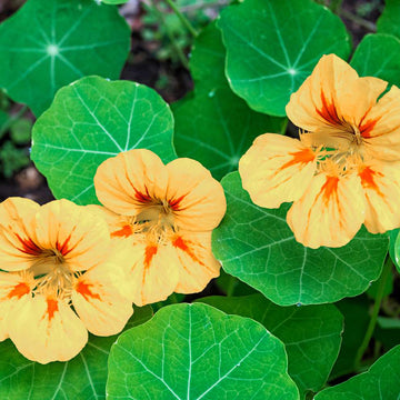Nasturtium Seeds – Organic Non-GMO Edible Flowers for Gardens