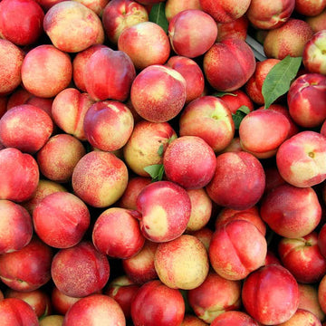 Nectarine Tree Seeds – Sweet Fruiting Garden Variety