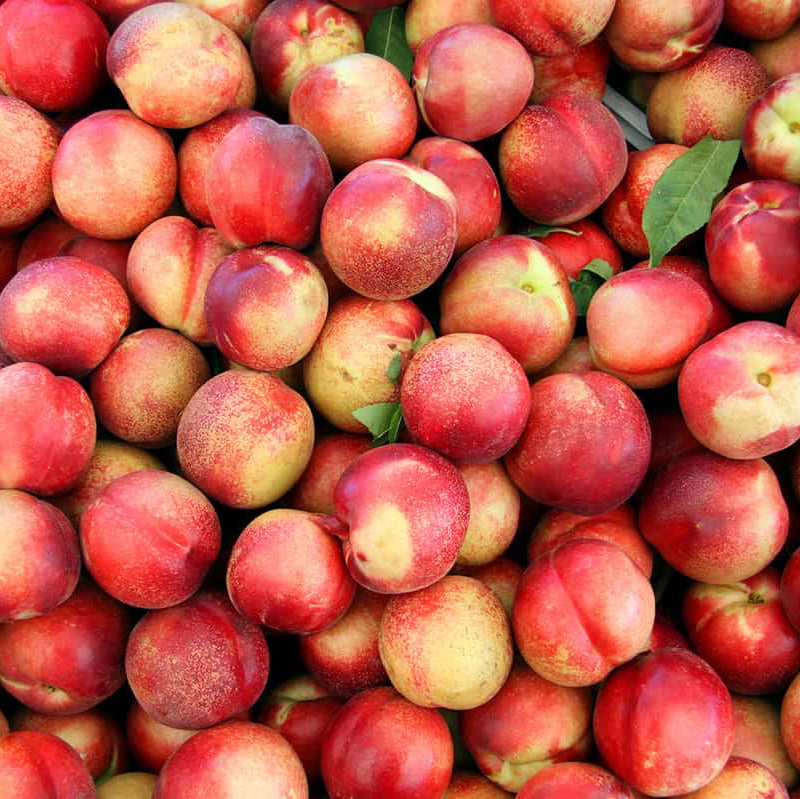 Nectarine Seeds – Organic Non-GMO Fruit Tree for Home Gardens