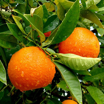 Orange Seeds – Organic Non-GMO Citrus Fruit Tree for Home Gardens