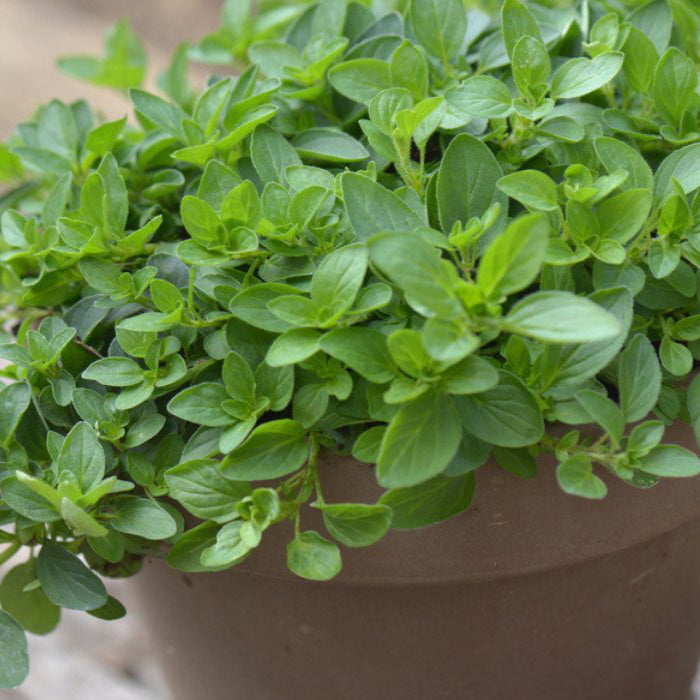 Oregano Seeds – Organic Non-GMO Culinary Herb for Kitchen Gardens