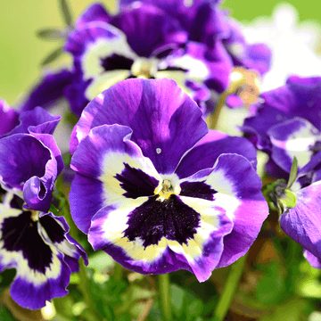 Pansy Flower Seeds – Organic Non-GMO Colorful Winter Garden Blooms