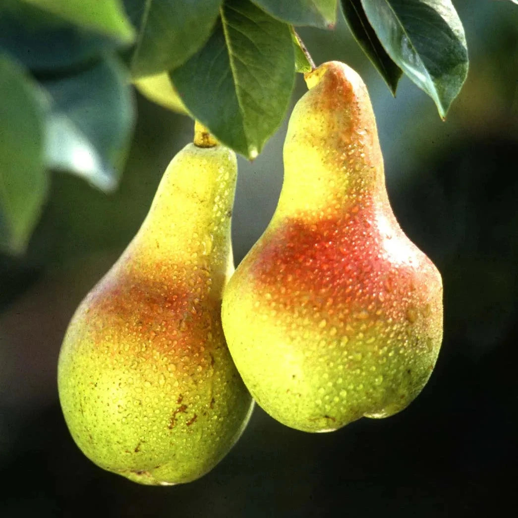Pear Seeds – Organic Non-GMO Fruit Tree for Home and Balcony Gardens