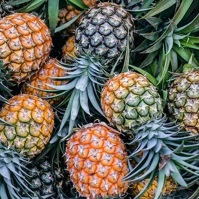 Pineapple Seeds – Organic Non-GMO Tropical Fruit for Home Gardens